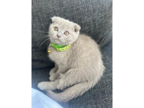 Scottish fold lilac yavrumuza yuva arıyoruz