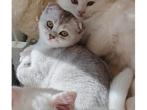3 aylık silver scottish fold dişi yavru