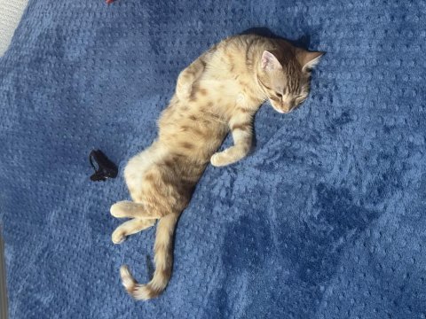 Köpekler tarafından yenilecekken kurtardığım sarman kumrum