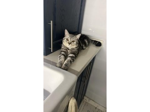 Ücretsiz sahiplendirme 15 aylık british shorthair