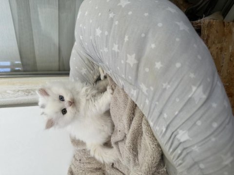 British longhair kediler