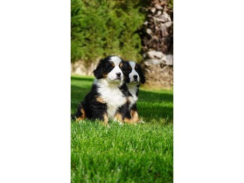 Birinci sınıf bernese yavruları