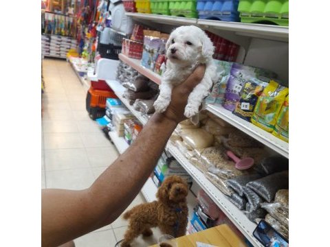 Maltese terrier köpeği