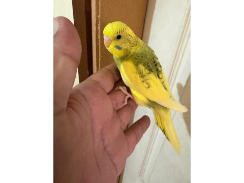 28 günlük kusursuz bebek muhabbet kuşu