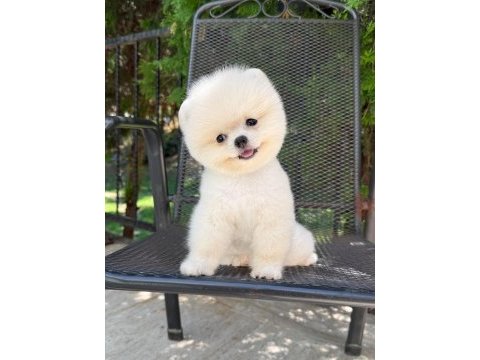 En güzelini isteyenlere pomeranian kardeşler