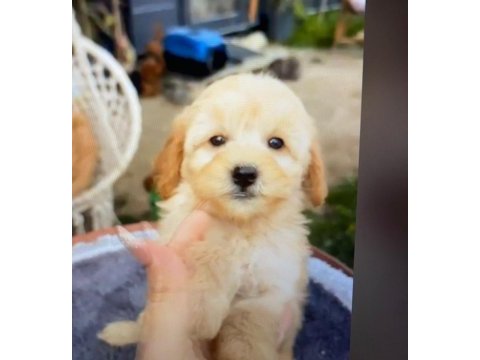 Yavru golden retriever köpeği