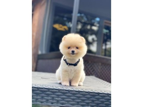 Sağlık ve ırk garantili pomeranian