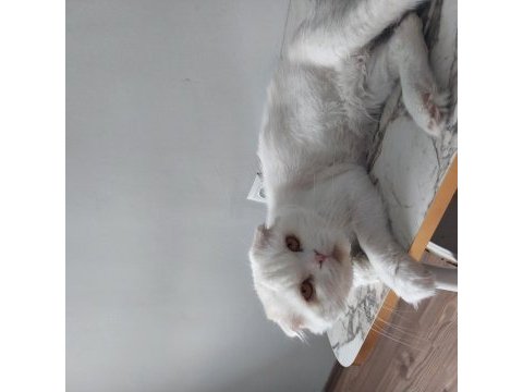 Ev kedisi ücretsiz sahiplendirme olacak sahibinden