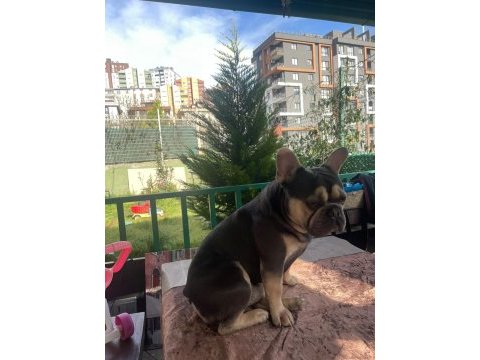 Benim adım taysın french bulldog