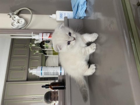 Scottish fold shorthair 45 günlük beyaz