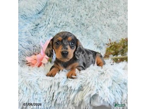 Özel ırk minyatğr dachshund bebeklerimiz garantili