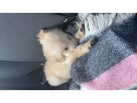 3 aylık dişi golden retriever