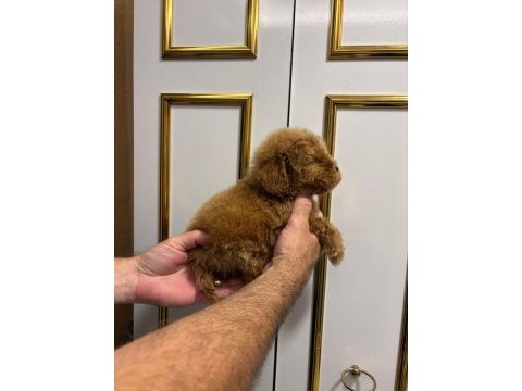 Toy poodle kore
