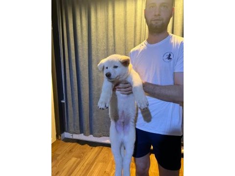Asil ve güzel japon akita