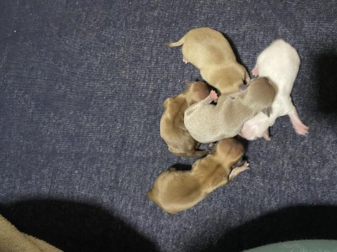 5 yavru şivava 4 erkek 1 dişi