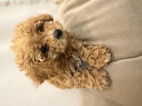 Ped eğitimli yavru poodle acil yuva arıyoruz