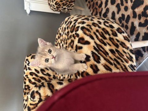 Safkan british shorthair erkek yavru