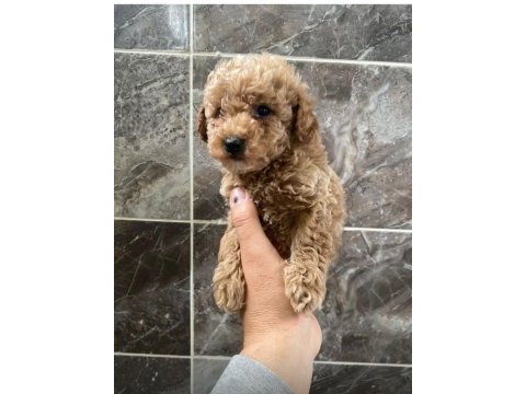 Poodle sevgililer gününe özel kampanya