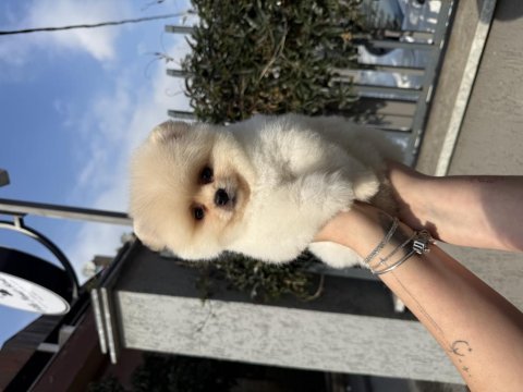 Ayı surat pomeranian boo yavrularımız