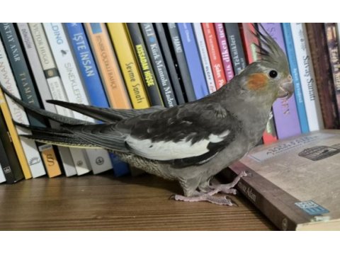Grey dişi sultan papağanı 3 aylık