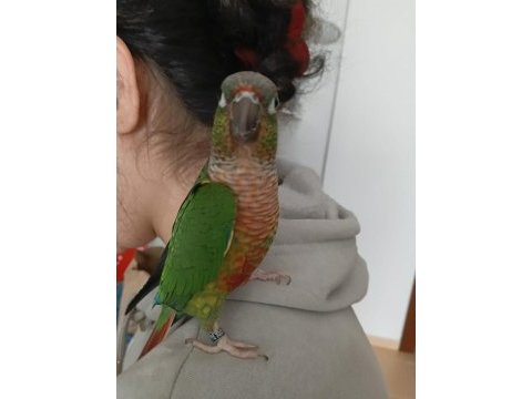 Evcil konur papağanı