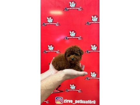 Teacup dişi toy poodle