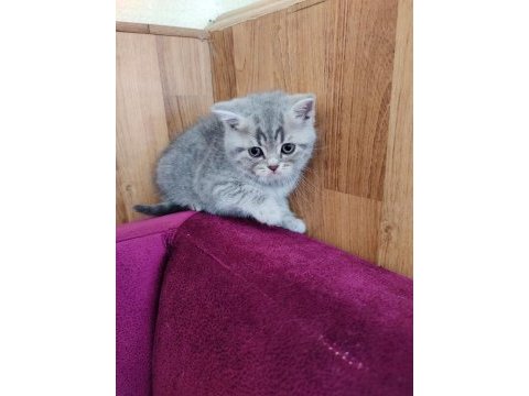 Teslime hazır yavru kedilerimiz