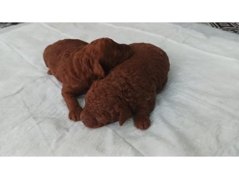 Dark brown poodle yavrularımız