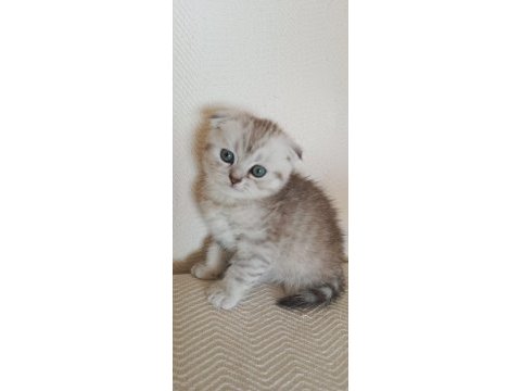 British shorthair kedisi sahiplendirme