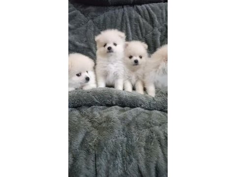 Pomeranian bebeklerim