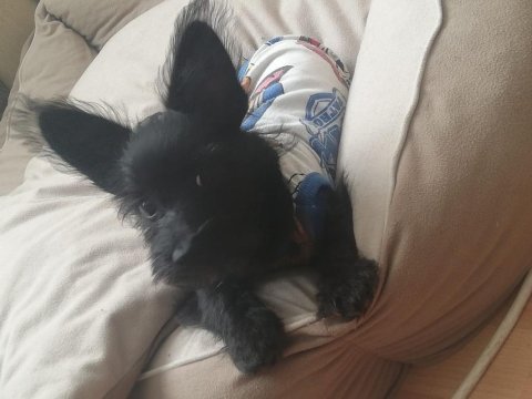 Küçük terrier oğlumuza yuva arıyoruz