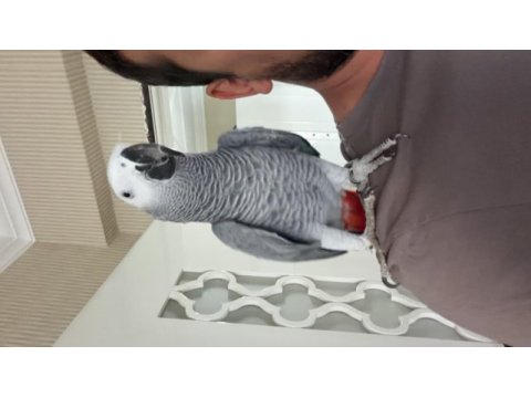 11 aylık jako full ecvil konuşuyor