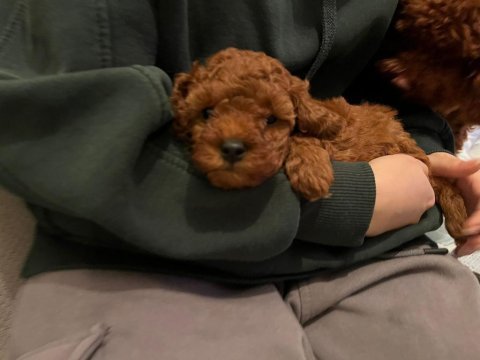 Red brown toy poodle safkan şecereli