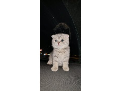 Rezerve açık scottish fold