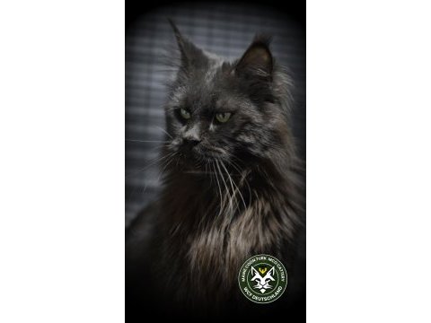 Lo şecereli maine coon kediler