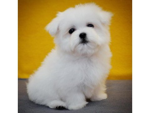 Petmode köpek çiftliğinden tea cup kore kan maltese