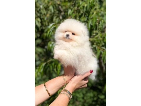 Sağlık ve ırk garantili pomeranian boo