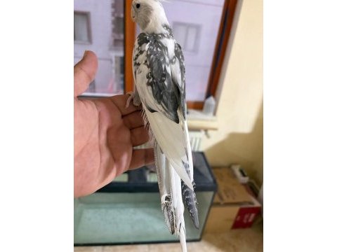 Full evcil evlere maskot wf erkek sultan papağanı