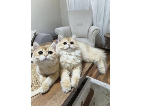 İki erkek kardeş kedimiz yeni yuvalarını arıyor