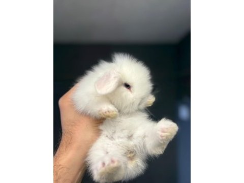 Hollanda lop tavşanları