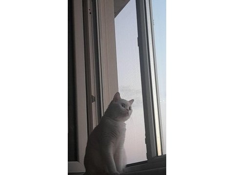British shorthair 1,5 yaşında dişi