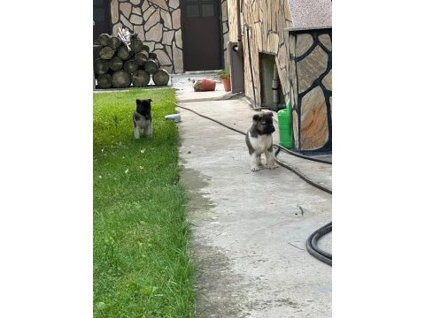 A kalite ayı gibi akita yavrular
