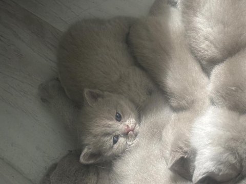 A kalite saf kan british shorthair bebekler