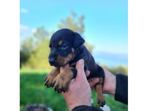 A kalite king doberman bebekler
