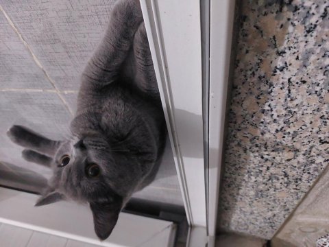 British shorthair 4 aylık