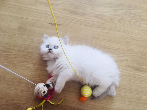British longhair manken sahibini arıyor