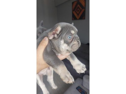Muhteşem kaliteli mavi gözlü french bulldog yavrular