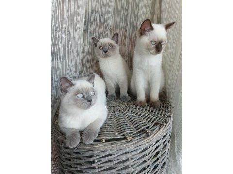 Sakin ve uysal british shorthair yavrular