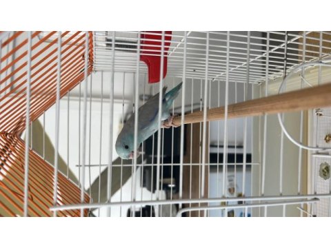 Yavru forpus 5 aylık