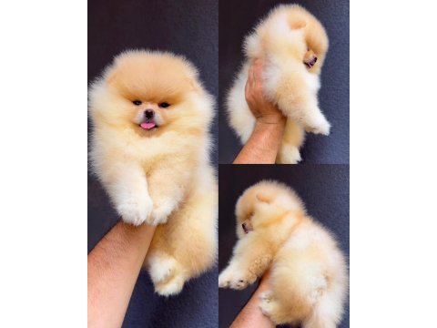 Pomeranian boo köpeğimiz